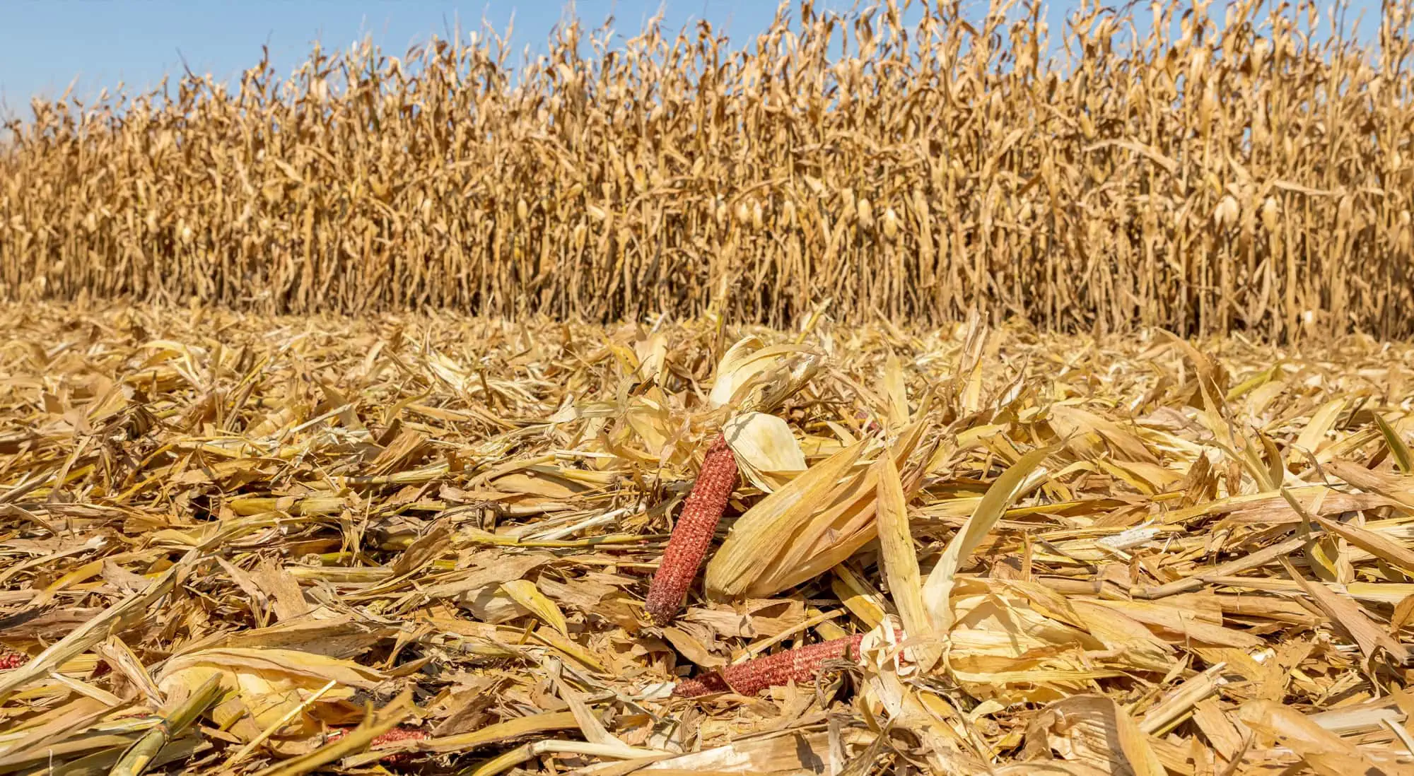 iStock-1342977868_2000x1098_erweitert Maisfeld, teilweise abgeerntet